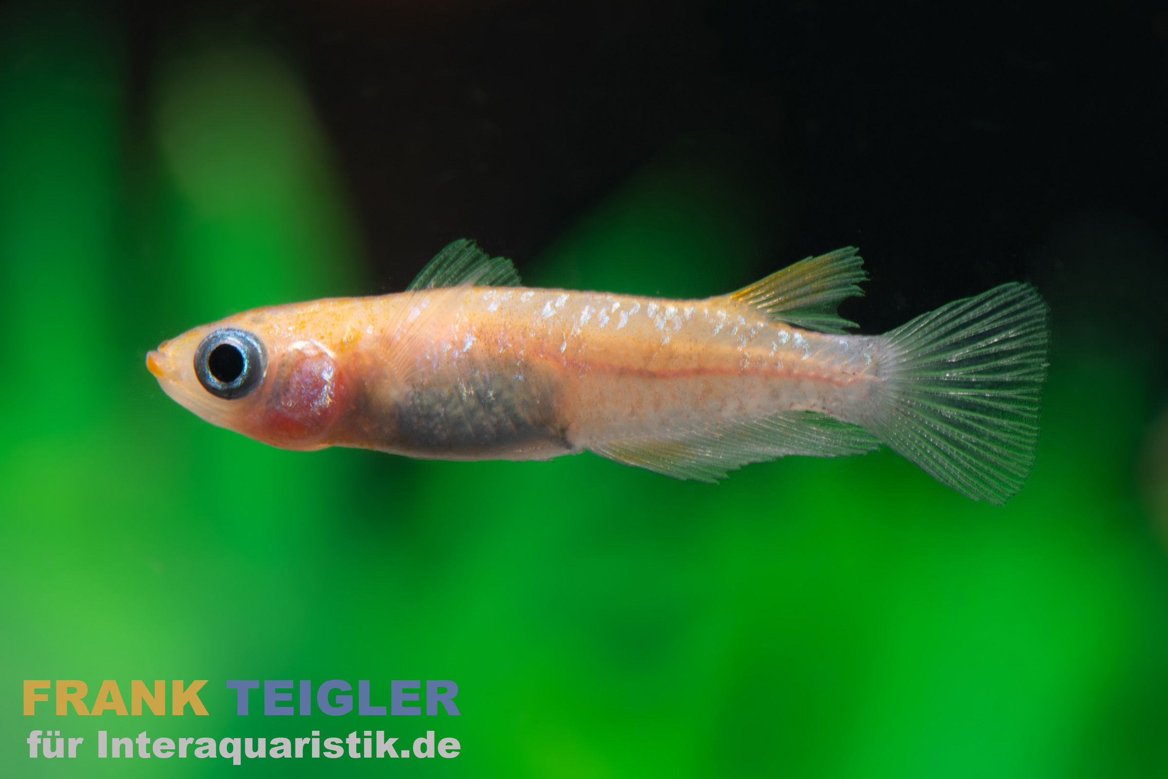 Medaka Nishiki Black & Orange, Oryzias latipes Nishiki Black & Orange